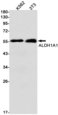 WB - ALDH1A1 Rabbit mAb AP74894